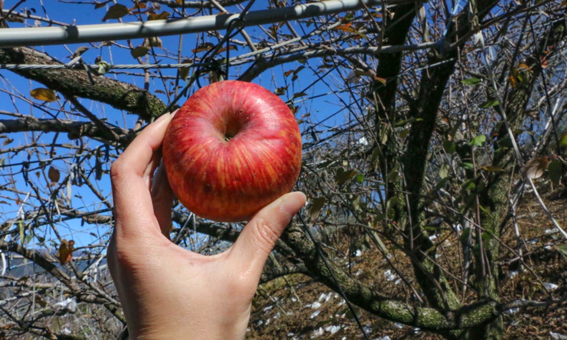 高山上的「Apple旗艦店」梨山有機蜜蘋果，跟著小農體驗果園日常