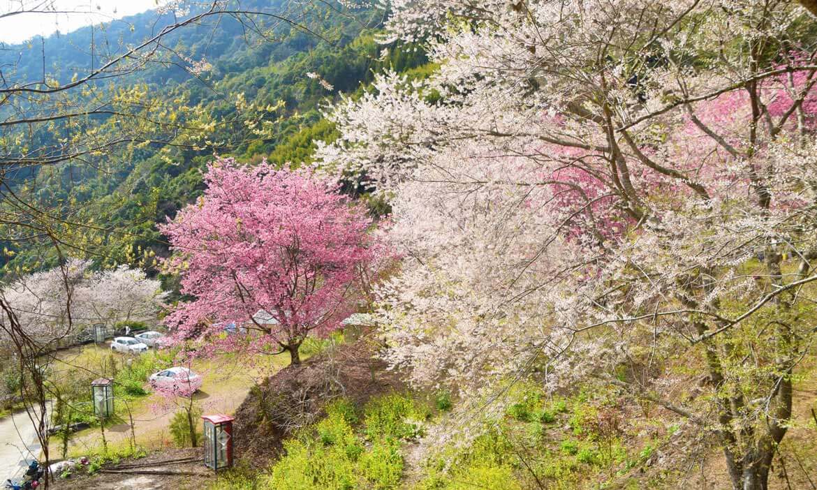到新竹尖石遠的要命山中賞櫻泡茶，「萬里山園」的用心植栽哲學