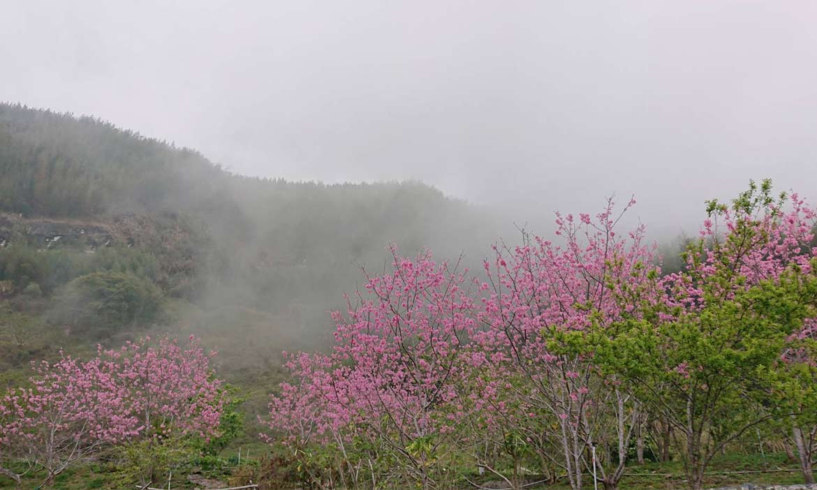 阿里山櫻花盛開的季節，來到山林裡那片清淨無染的天地住一晚
