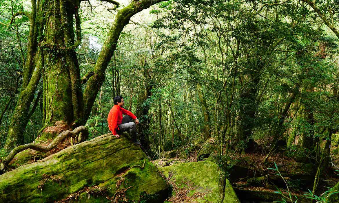苗栗母親之山 神奇復活樹、參天杉木、一葉蘭，盡在迷霧森林「加里山」