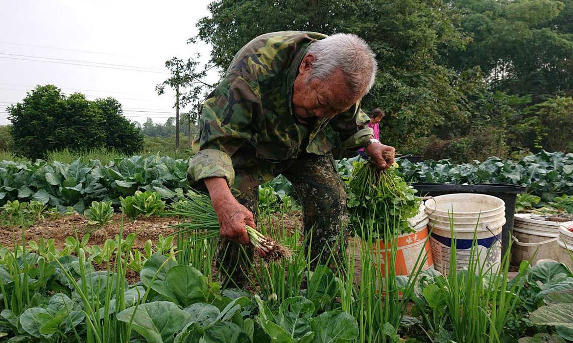 回竹山必訪一位田園老農夫 種菜種趣味的，在心靈的家鄉安靜勞動