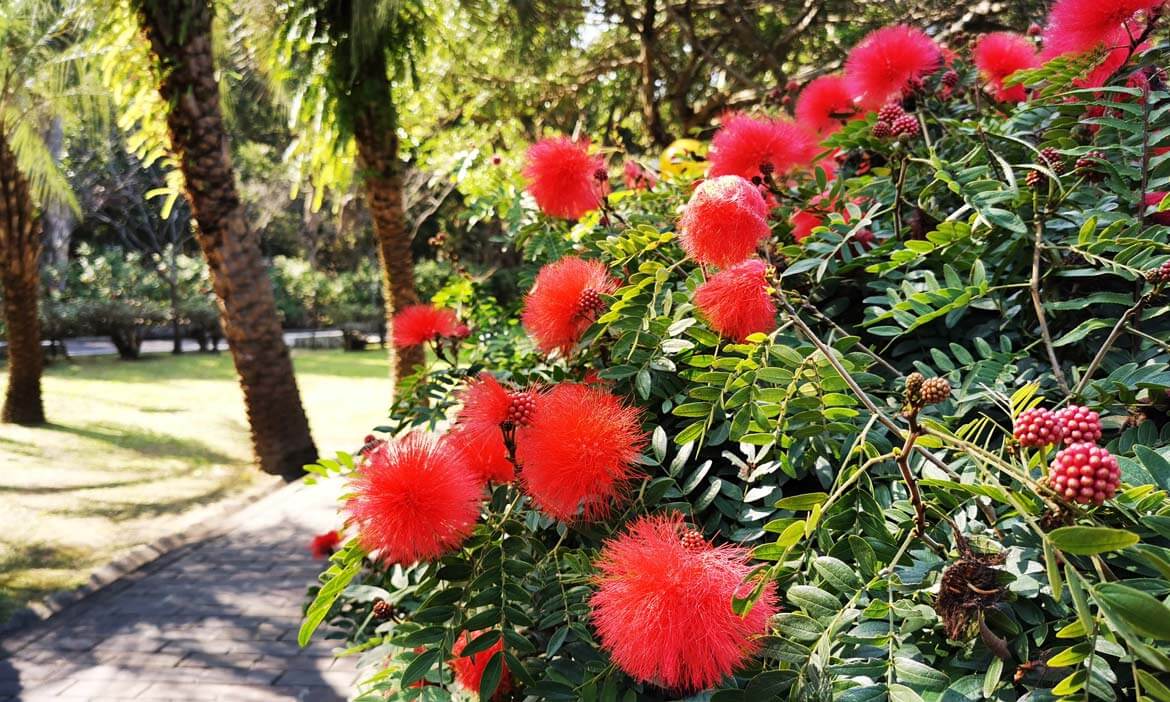 粉撲花正盛開！散步台北公園們，遇見無聲的繽紛煙火