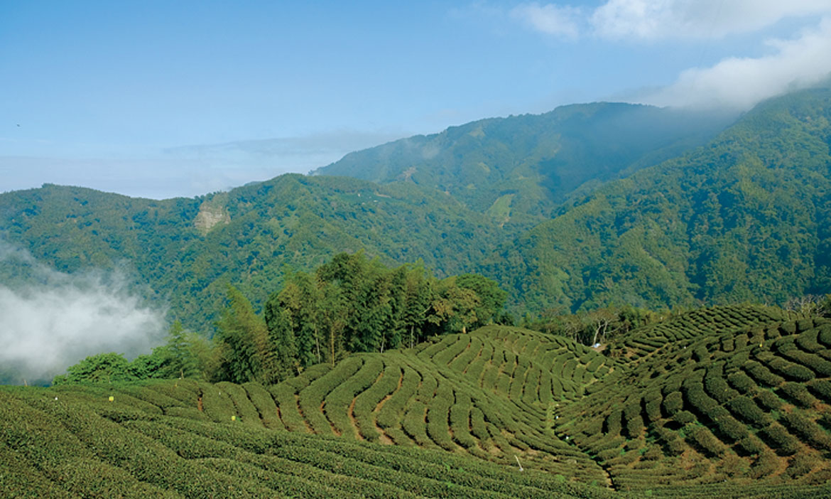 Rejuvenate a declining town: Make Zhushan Beyond Bamboos