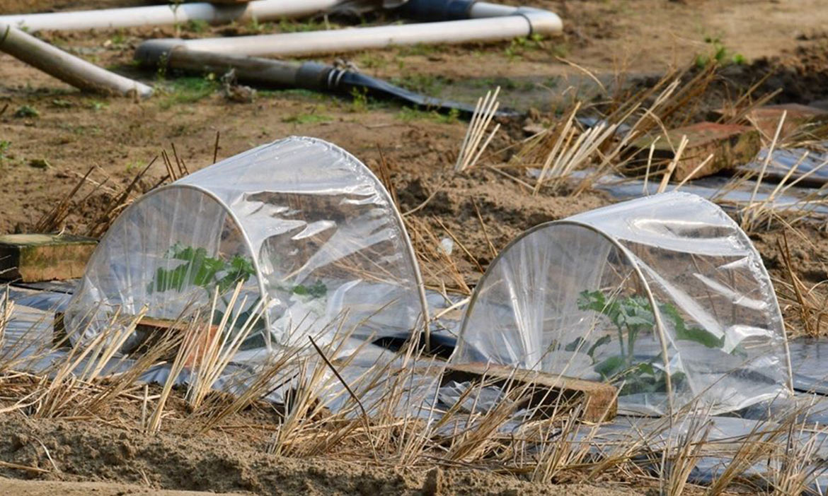 俯瞰美景之外 走入苗栗好望角，在山邊小村認識海風下的農作學