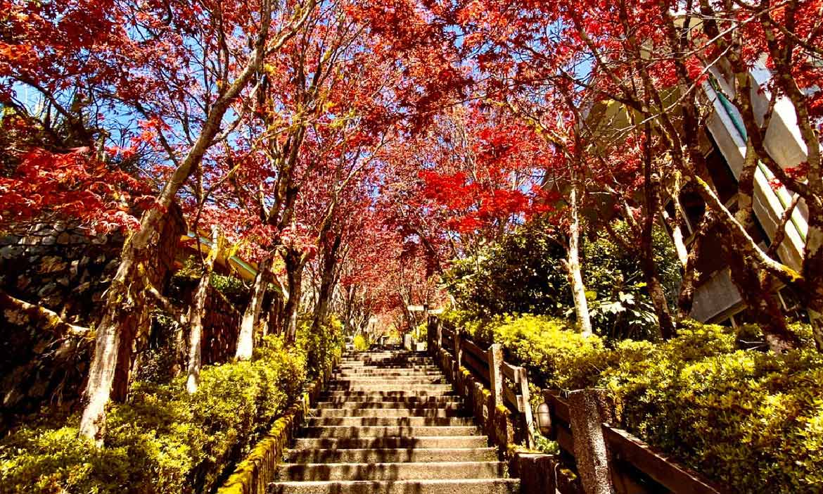 夏天到宜蘭賞楓！太平山紫葉槭楓紅綻放，在山林湖畔森林浴