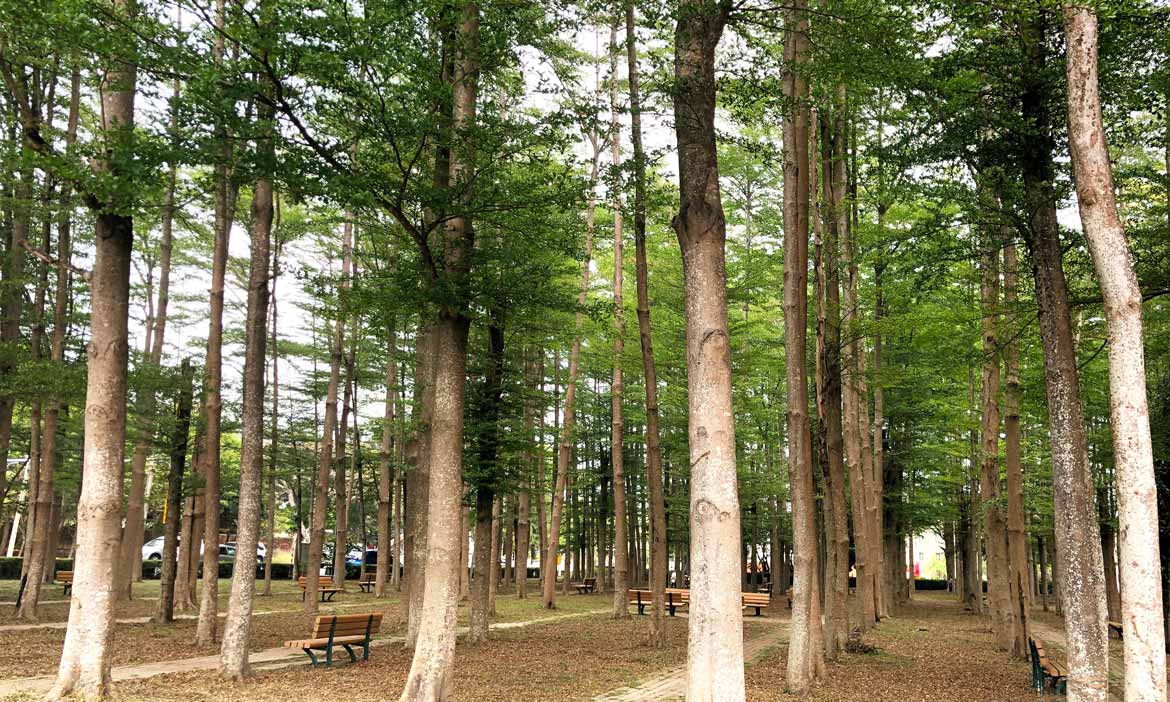 療癒身心的農村小旅行，走讀台南善化稻田風景，發現日常美