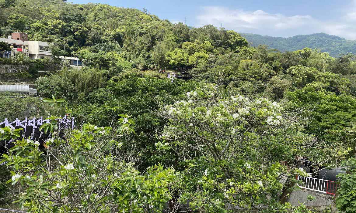 抓住春天的尾巴！到台北郊山賞花踏青，白石湖流蘇絕美綻放