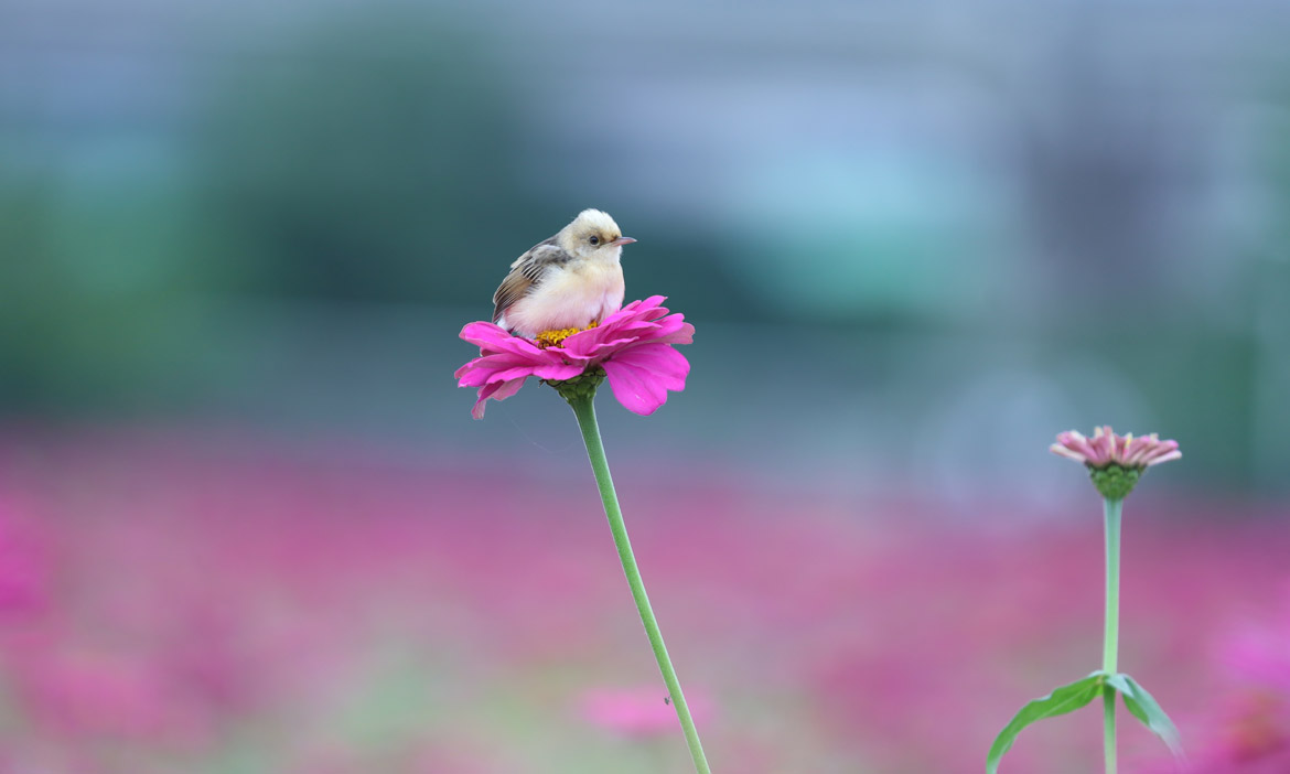 沿著淡水河畔一日遊！到挖子尾及新北大都會公園賞花兼賞鳥