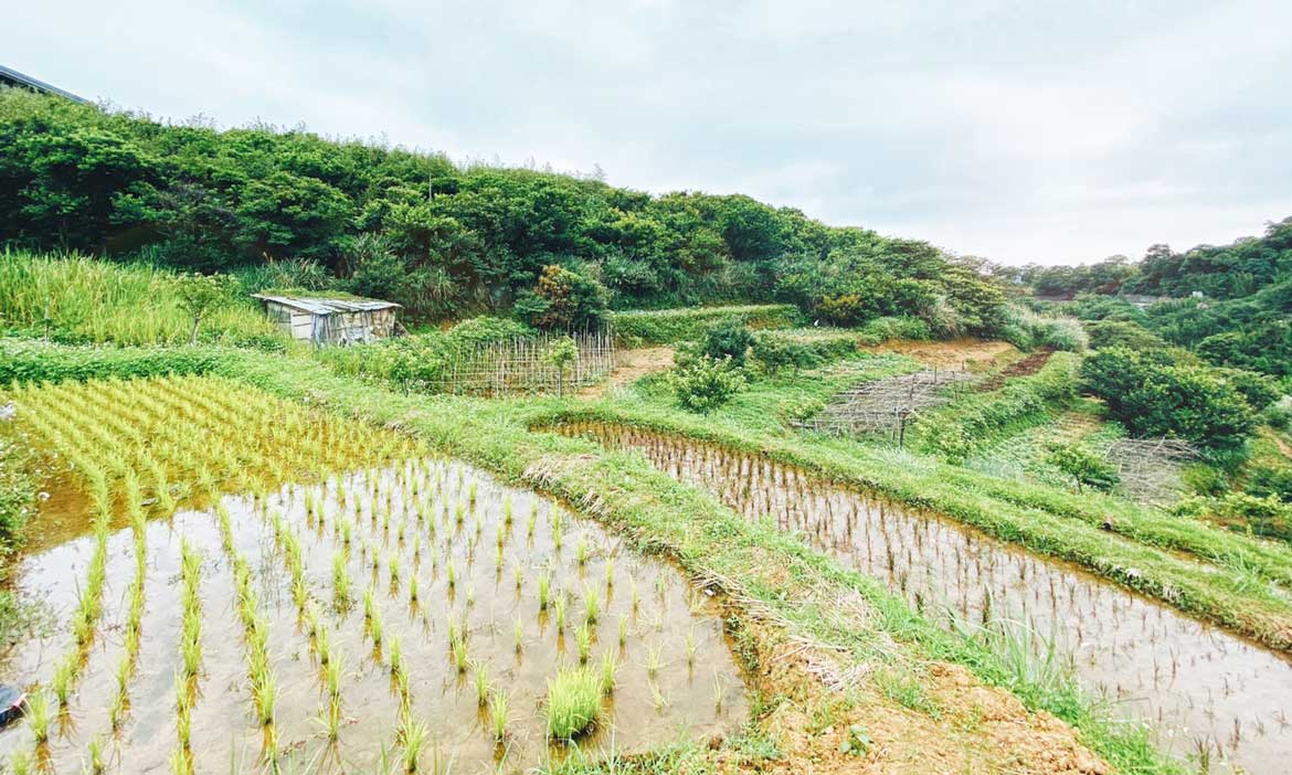 彩繪水稻田地景 台北士林平等里，隱藏在山中的鵝尾水梯田