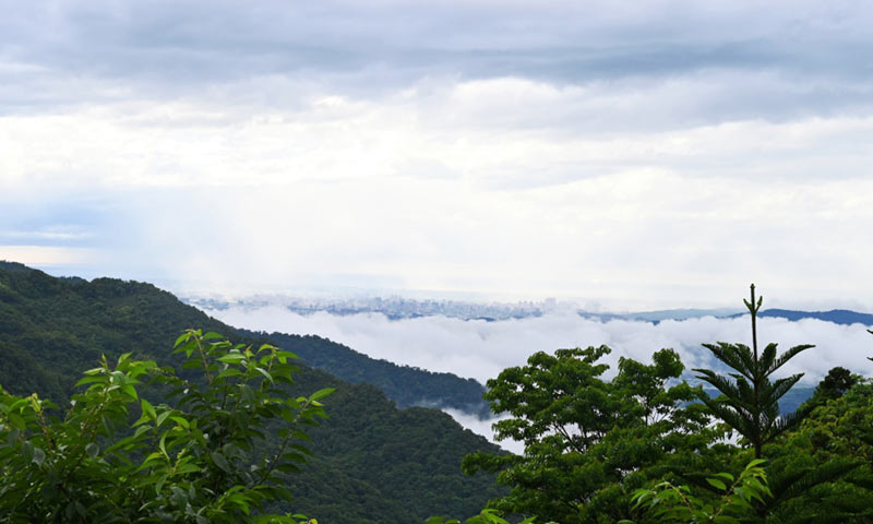 坐在三峽熊空茶園品茶喝咖啡，漫步千株柳杉林步道，欣賞雲霧繚繞的浪漫