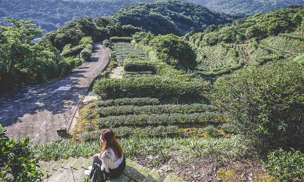 茶香與大海交織的世外桃源 新北石門茶山步道，北海岸的療癒祕境