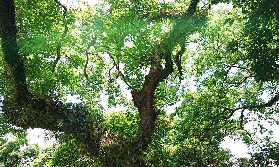 南港公園裡的三棵烏臼樹像是三隱士，它們的微笑就像一首無聲的讚美詩