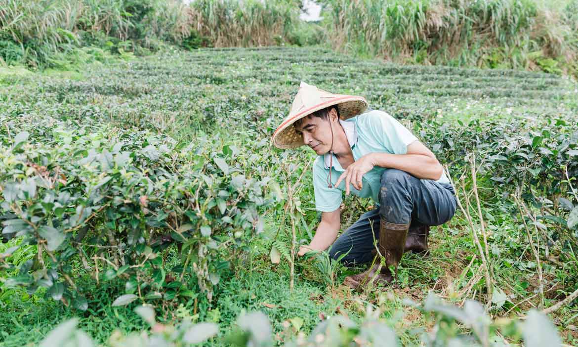 從廚師到茶師，坪林三星山有機茶園鄭信忠以「翠玉茶」成有機包種茶王
