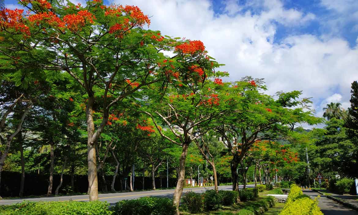 六月鳳凰花開，藍天白雲下的火紅，太魯閣美景再現中橫