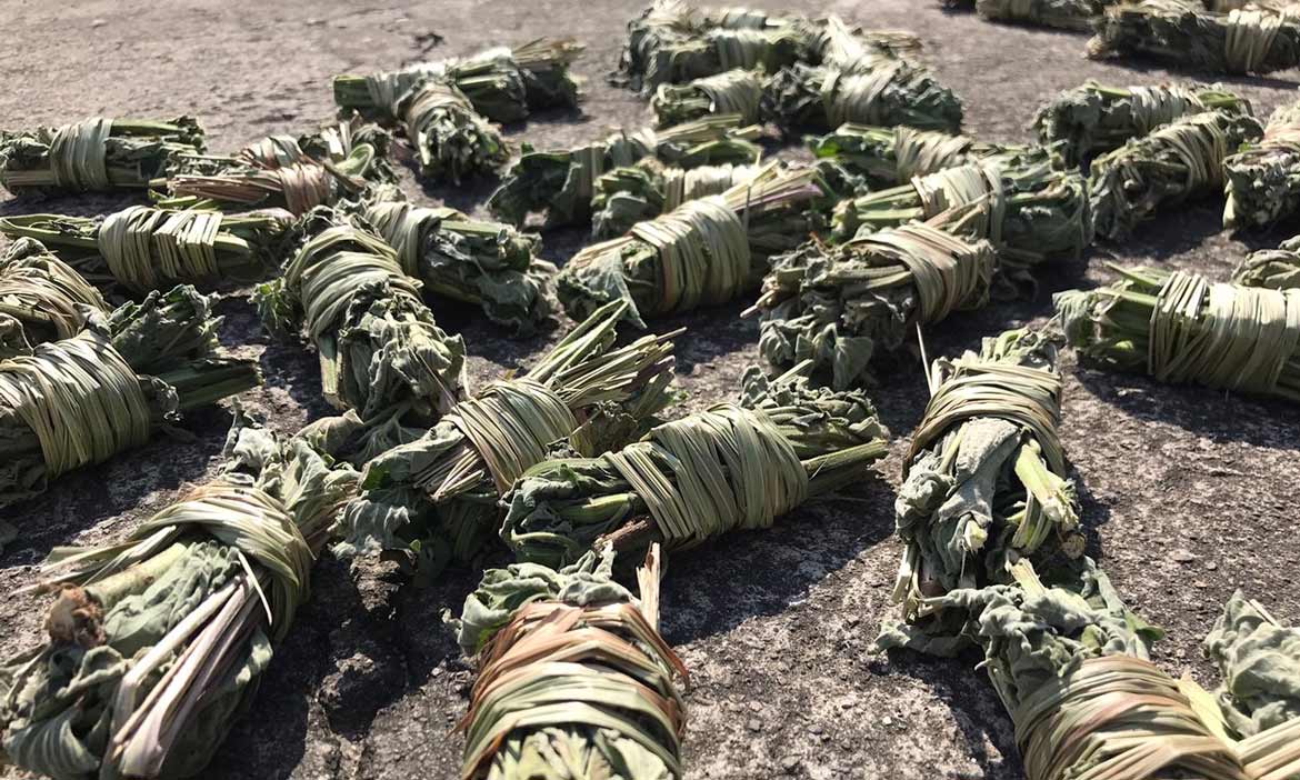 逐漸消逝的手藝 傳統手工抹草卷，認識多功能的魚針草