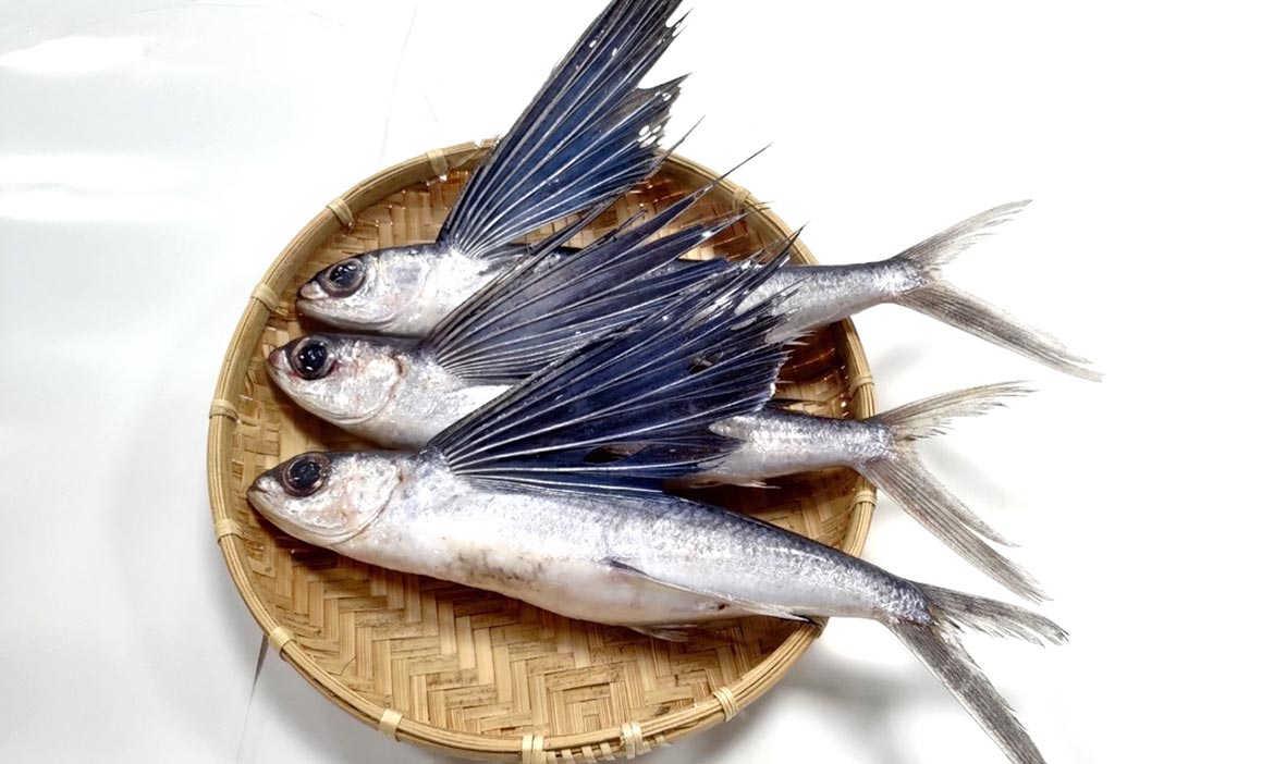 夏季來東北角百年漁村「馬崗村」，見識漁夫如何跳海追捕飛魚