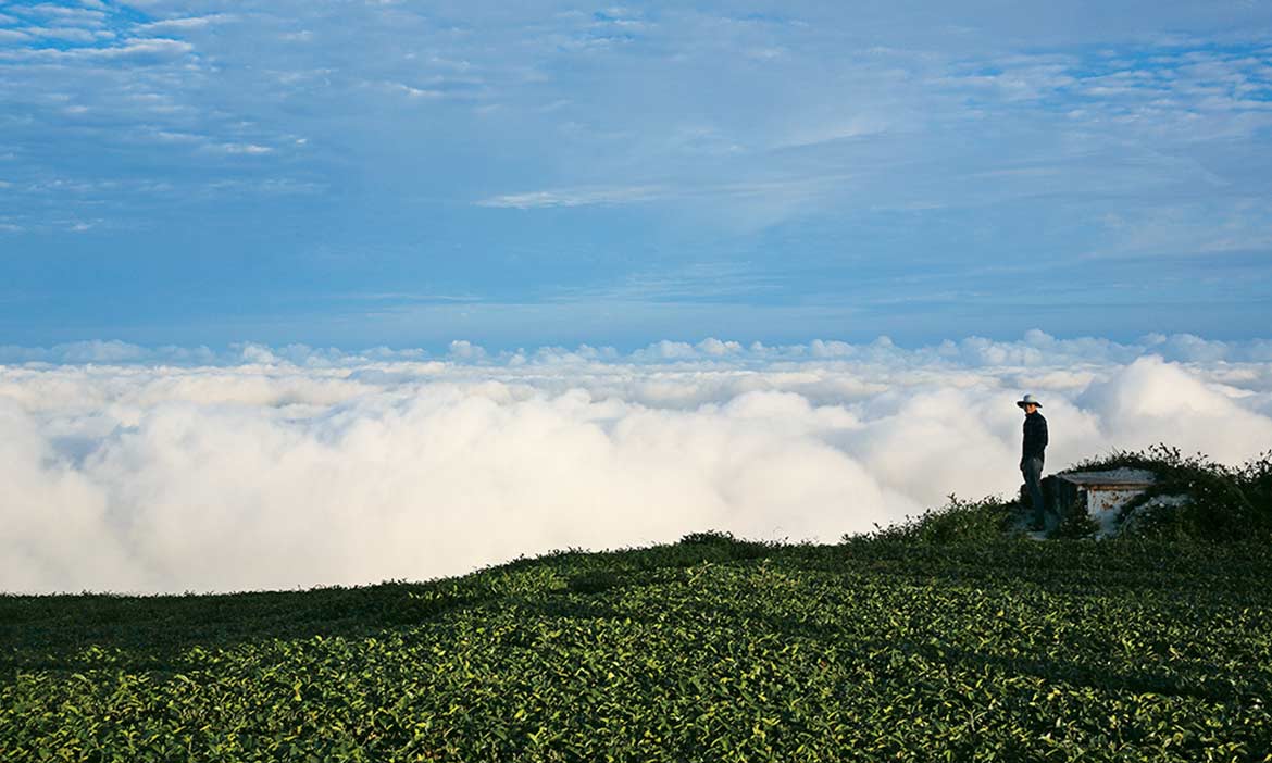 嘉義梅山 振峰製茶所，包場露營看雲海 讓你擁有一片山的奢野時光