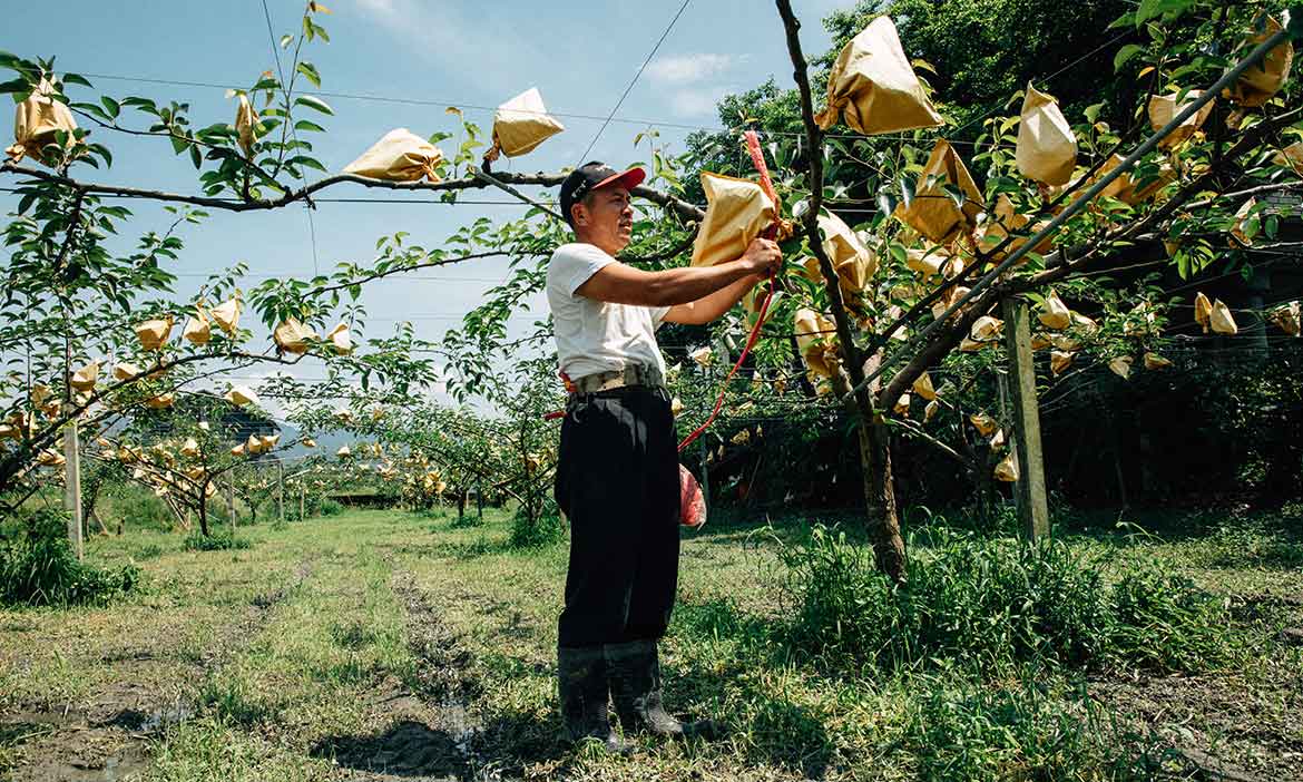 宜蘭三星才有的「上將梨」，顆顆金黃飽滿 每一口都是冰涼爽脆