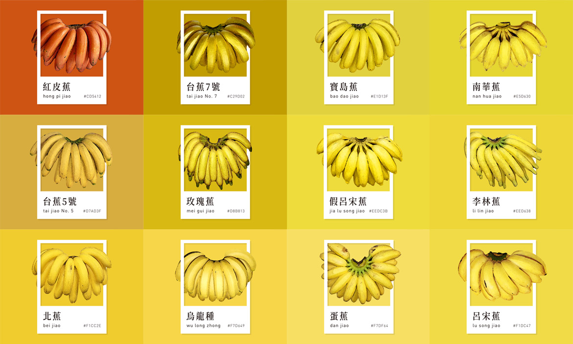 台灣水果款款學｜香蕉不能放冰箱？品種、保存方法、冷知識大公開！
