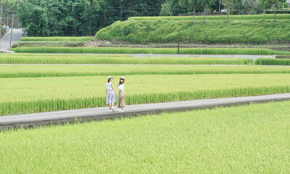 百年古道、窯燒陶藝、療癒多肉 桃園龍潭三和社區，稻香裡的茶鄉秘境