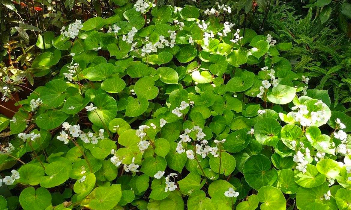 到台北典藏植物園，認識達悟族人不可或缺的食材，一探蘭嶼秋海棠的神秘