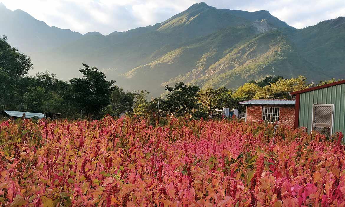 養雞種紅藜，祖先智慧硬道理！走進屏東霧台的山村糧倉