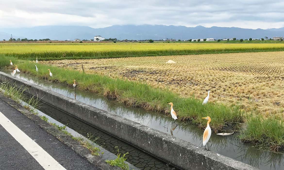 是農田也是生物棲地，宜蘭「新南田董米」如何將稻田變成水鳥的家？