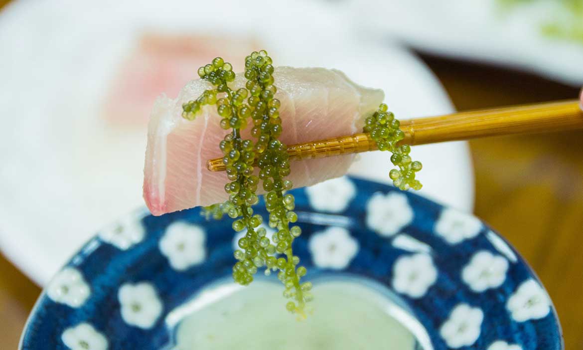 到台東成功品嚐植物界魚子醬「海葡萄」，啵啵彈跳口感鮮味四溢