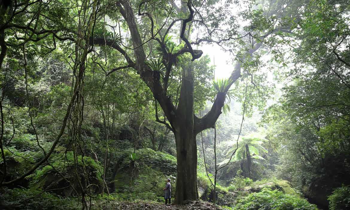 苗栗南庄魔幻森林 尋訪加里山賽夏秘境，走讀蓬萊部落文史風光