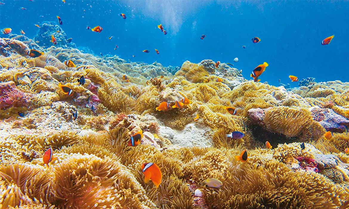 Go Deep Into Taiwan’s Top Six Diving Spots And Take An Amphibious Tour Around Taiwan To Embrace The Vastness Of Two Worlds
