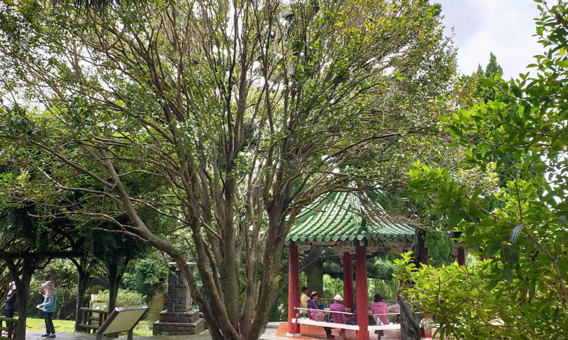 秋季限定的美麗，北投陽明公園狀元紅飄香，阿嬤級丹桂將大爆發