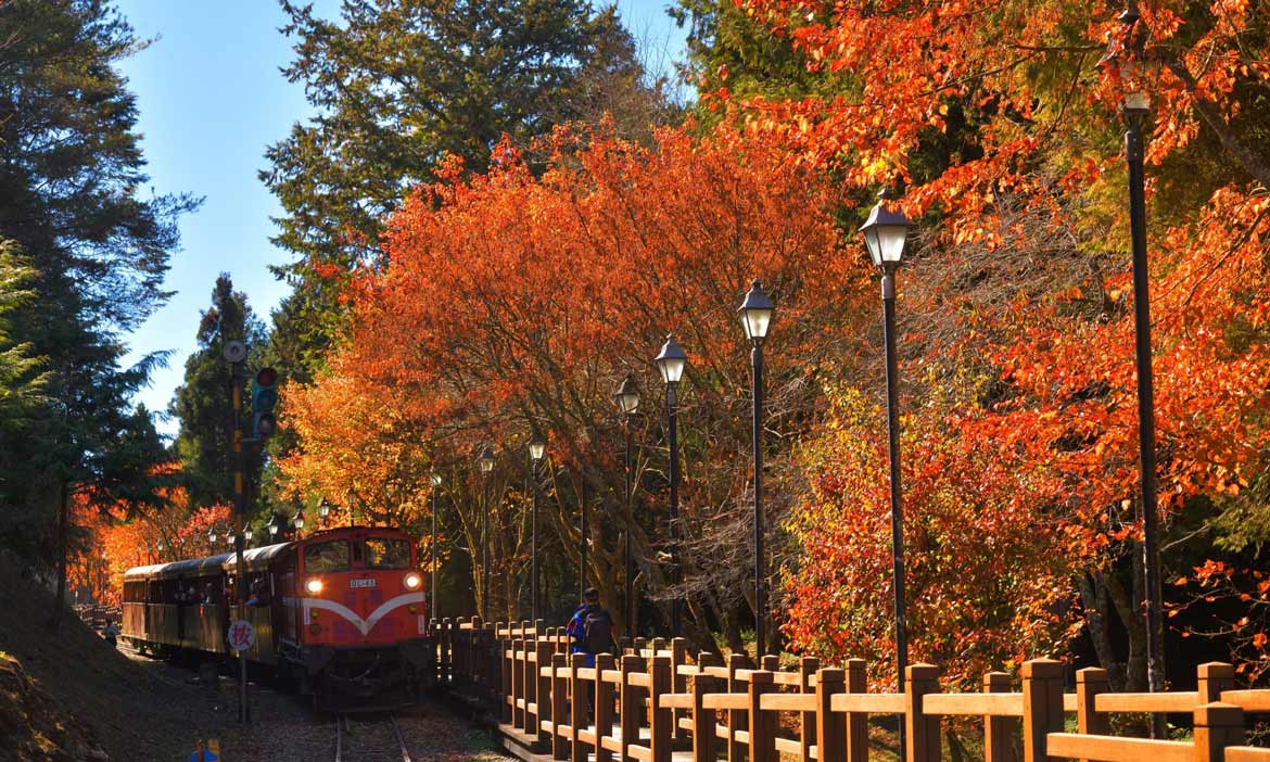 冬遊全台唯一高山鐵道楓紅美景，搭百年國寶級蒸汽火車12月出發