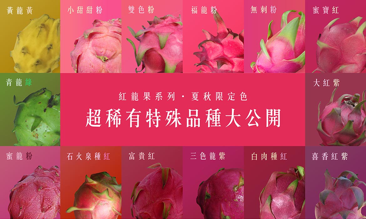 台灣水果款款學｜超稀有黃色、綠色的火龍果？15種火龍果品種大公開！