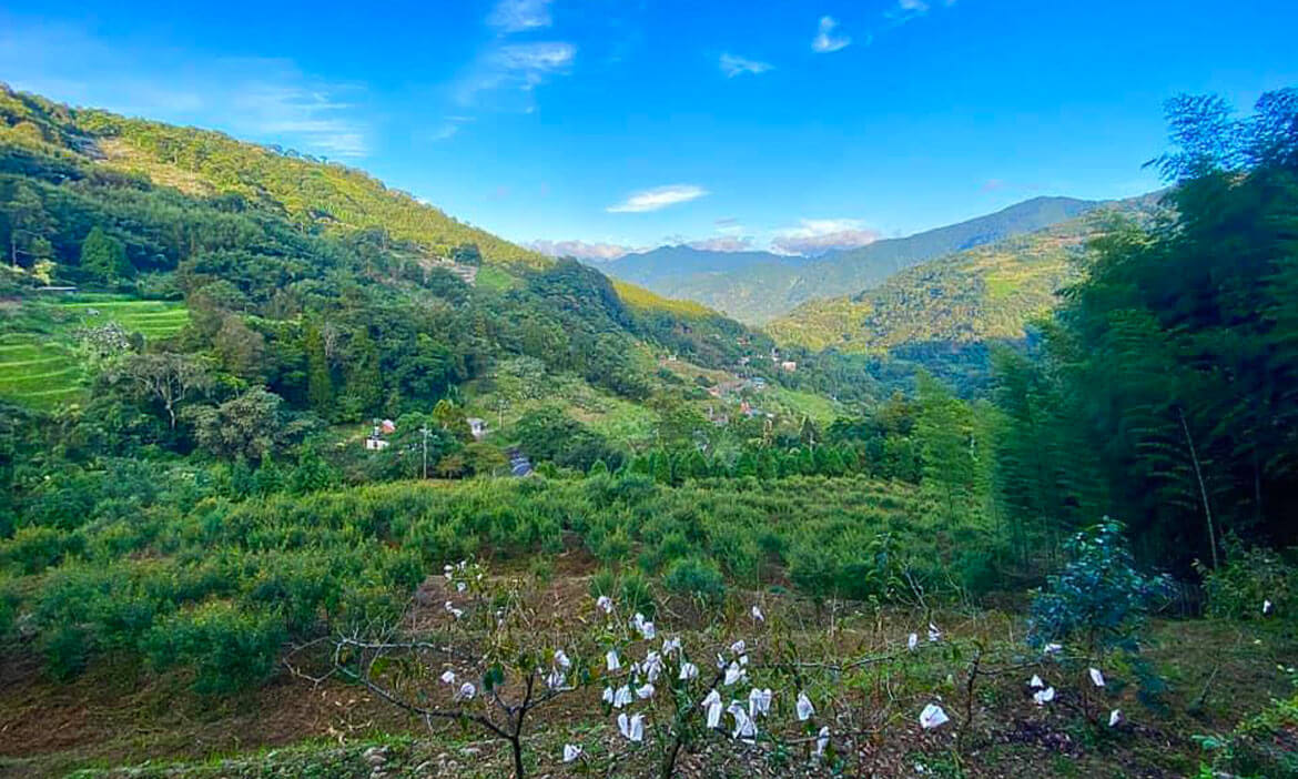 新竹尖石梅花村 秋收甜柿的季節，感受泰雅部落的滿滿人情味日常