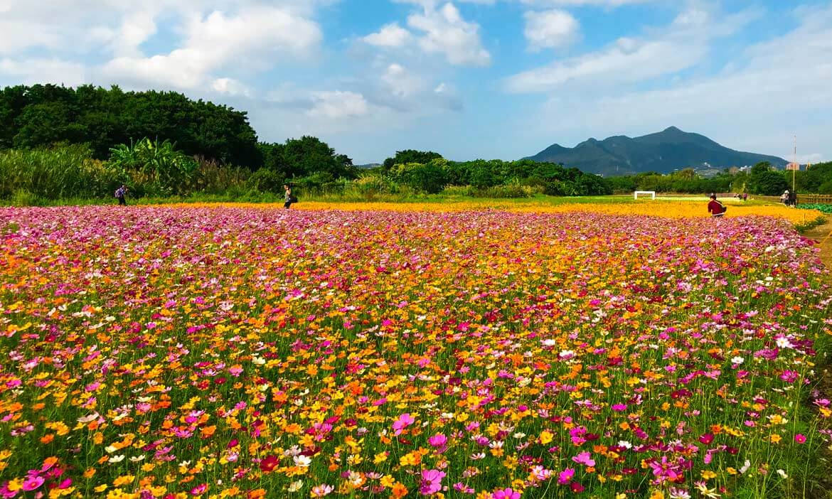 台北關渡秘境花海11月開啟，超過4公頃的繽紛紓壓美景