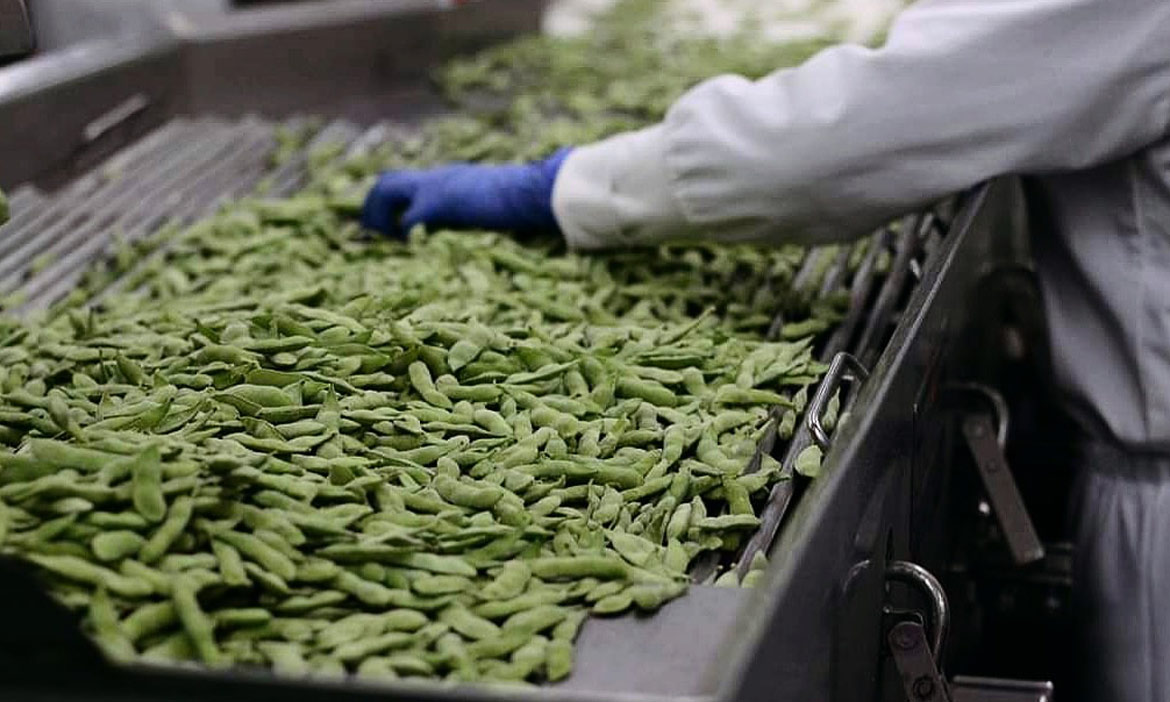 島嶼上的豆寶｜從產地到餐桌到料理實驗室，當一日台灣薄毛豆豆先生