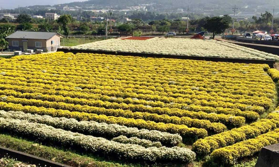 期間限定浪漫杭菊 ！在苗栗銅鑼鄉間小道賞為期三週的11月雪