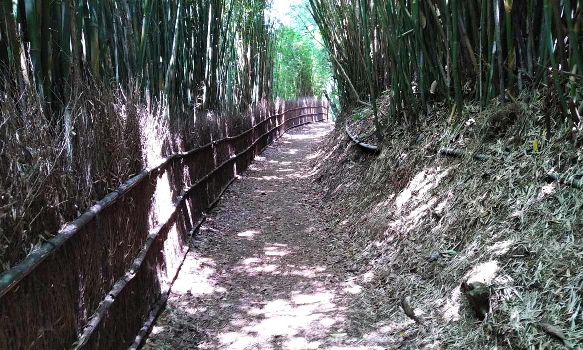 小嵐山偽出國輕旅行！沿著北投雅致的秘境橫嶺古道，聞楓香賞竹林