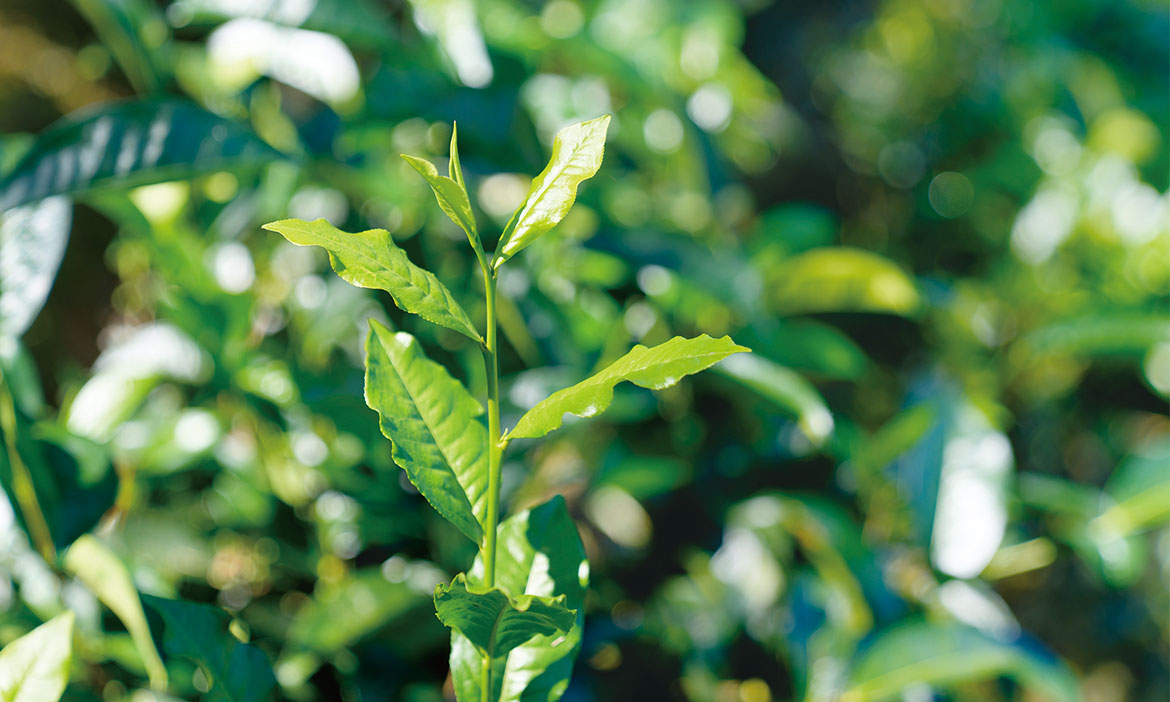 到亮點茶莊找茶趣  南投茶鄉展現時代風貌