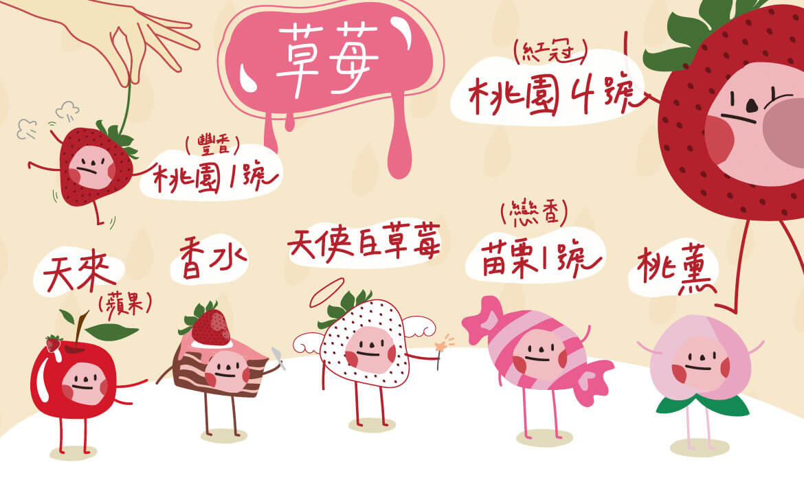 台灣水果款款學｜你採的草莓不是最甜的？甜度超高草莓品種、夢幻白草莓大公開！