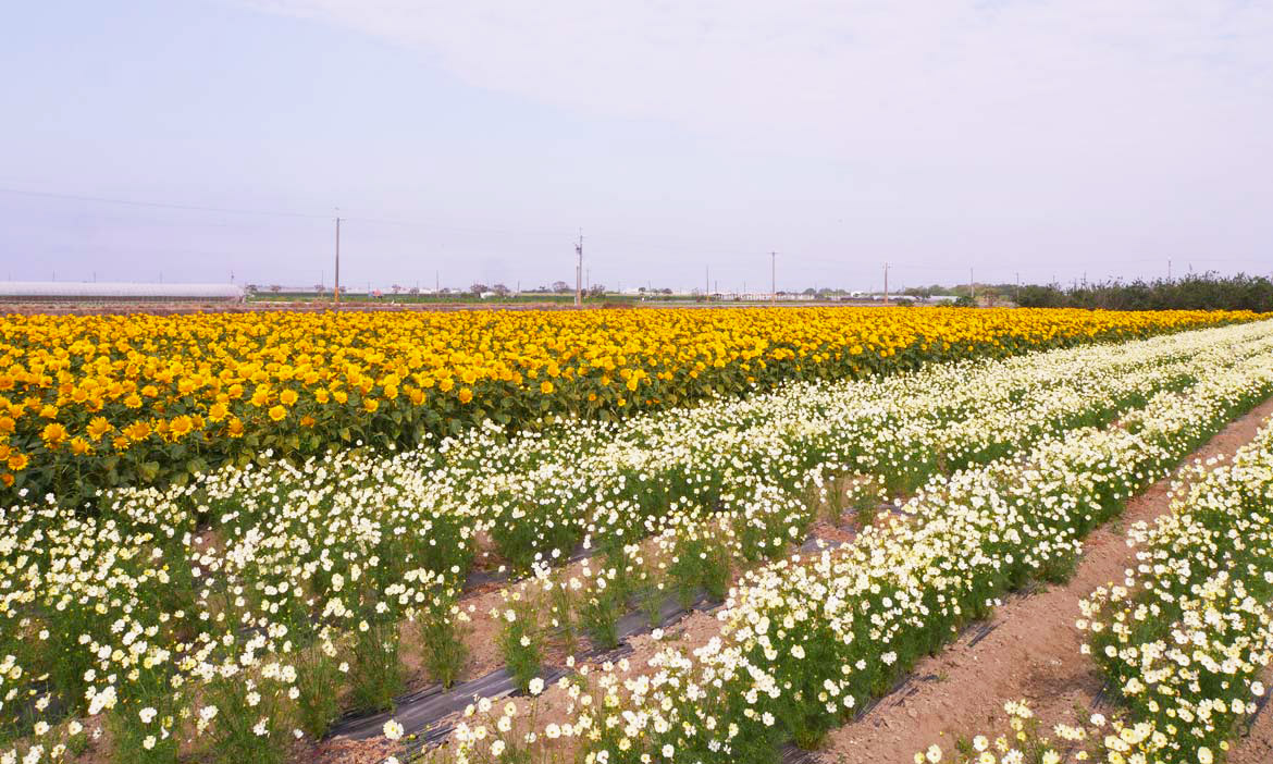 在嘉義新港佳宜農場，欣賞冬日裡嘉南平原的田園景色與繽紛花海