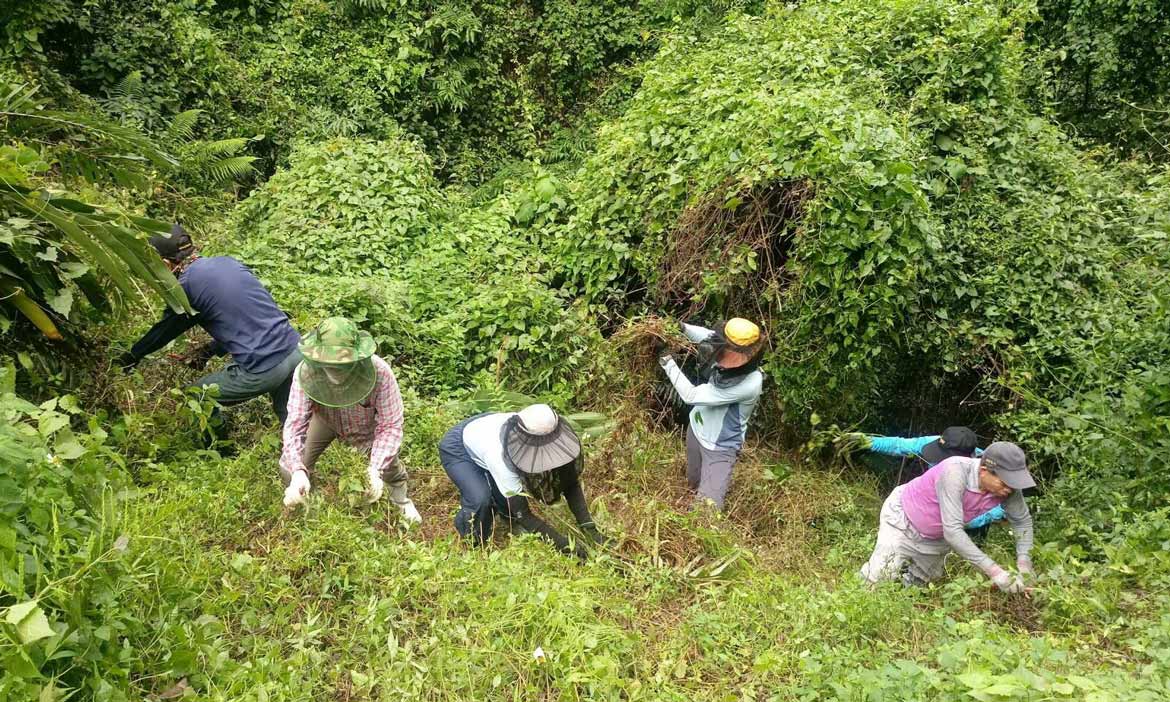 個個身懷除蔓絕技，一群太魯閣國家公園志工不畏辛苦，每月往返維護棲地生態