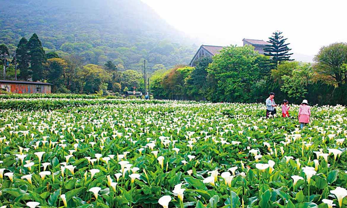 時空凝結的草山，魚路古道與竹子湖
