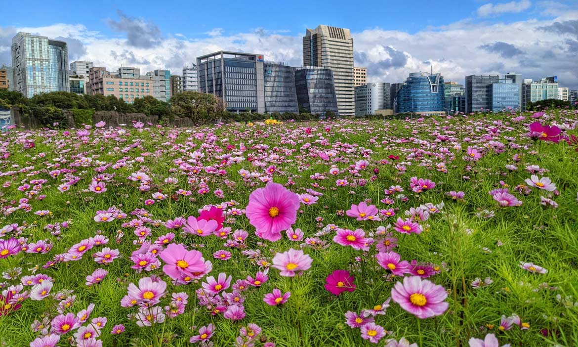 台北河濱公園最大花海登場！三千坪大波斯菊浪漫粉色花田，穿梭尋找巨大南瓜