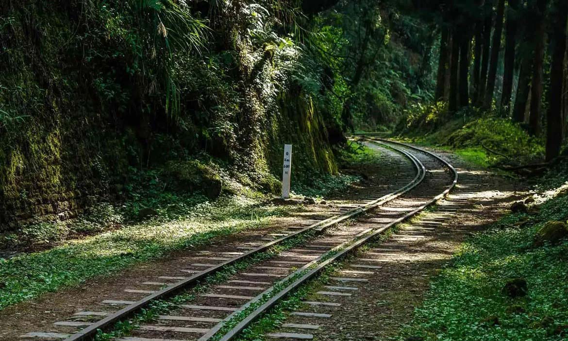 深入嘉義阿里山發現台灣之美，在清幽水山步道遠眺鄒族聖山、看古老巨木