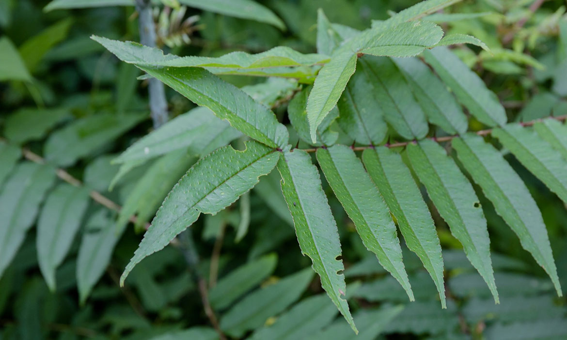「遍插茱萸少一人」的茱萸是什麼？可入菜還能釀酒 營養價值高的蔬菜之王