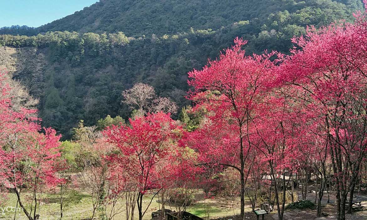 228連假八仙山國家森林遊樂區，免費接駁車賞櫻徜遊「森」呼吸