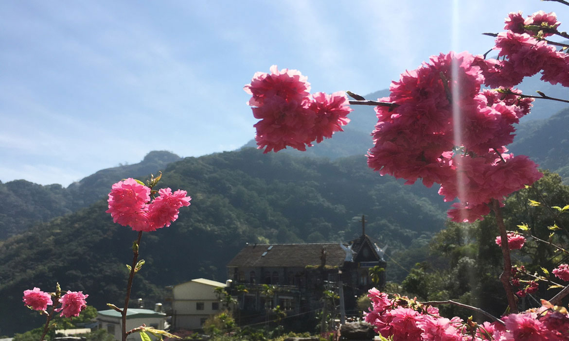 屏東北大武山阿禮部落，千株山櫻花一路簇擁的雲上古國