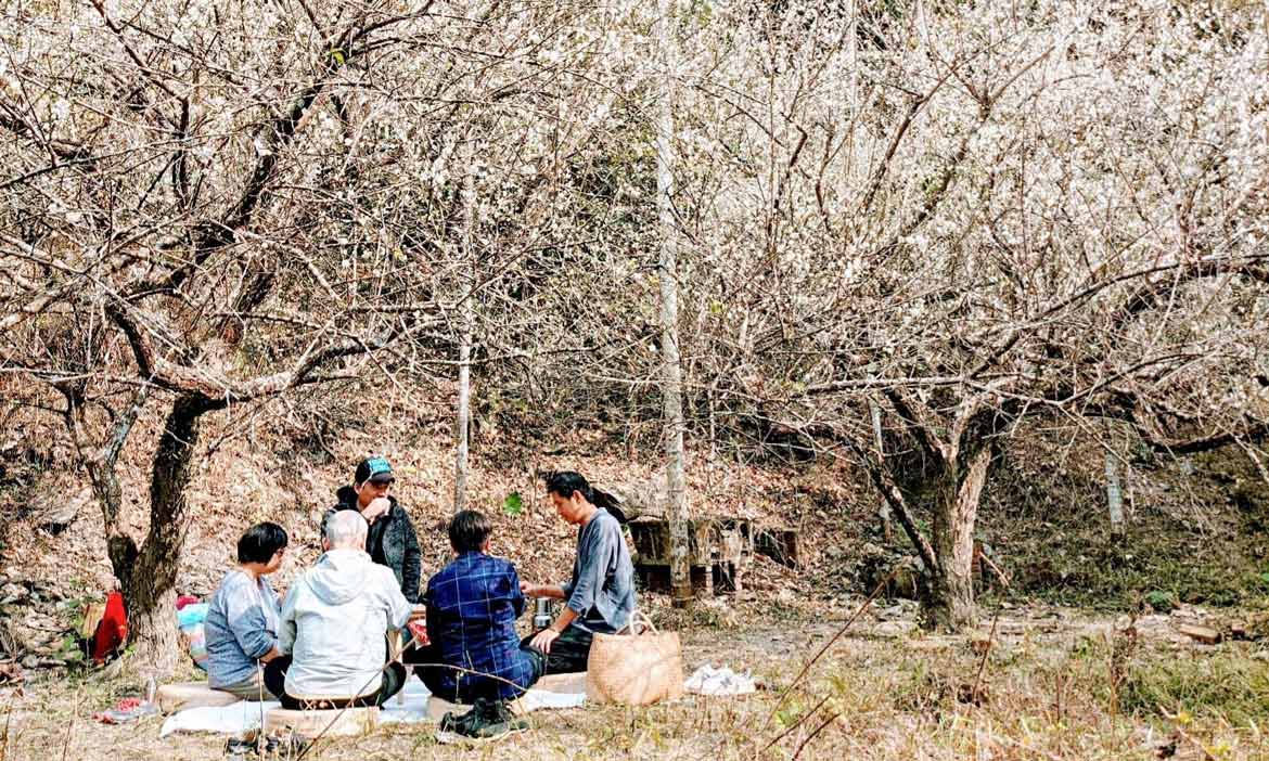 從梅吹雪到櫻滿開 賞花、吃餅、佐茶、野餐、釀酒，在花見裡領略島嶼的粉嫩四季