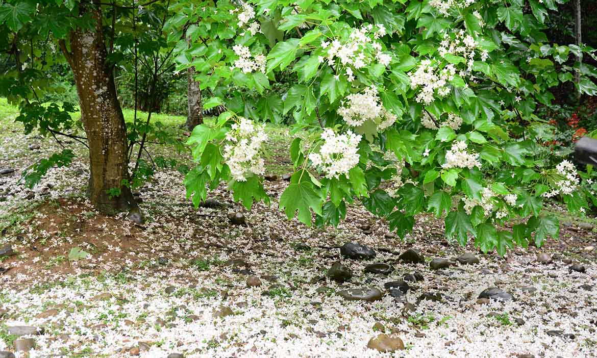 精選6條彰化必訪步道，踏上桐花白色花毯 在森林美景裡看獼猴